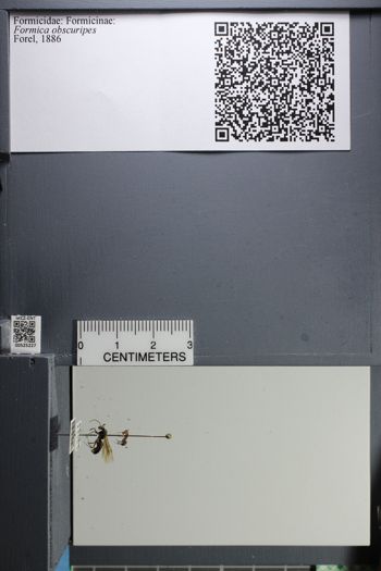Media type: image;   Entomology 525227